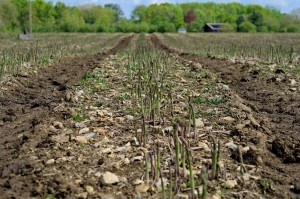 champ culture asperge verte